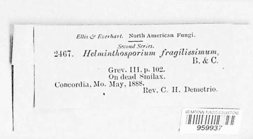Sporidesmium fragilissimum image
